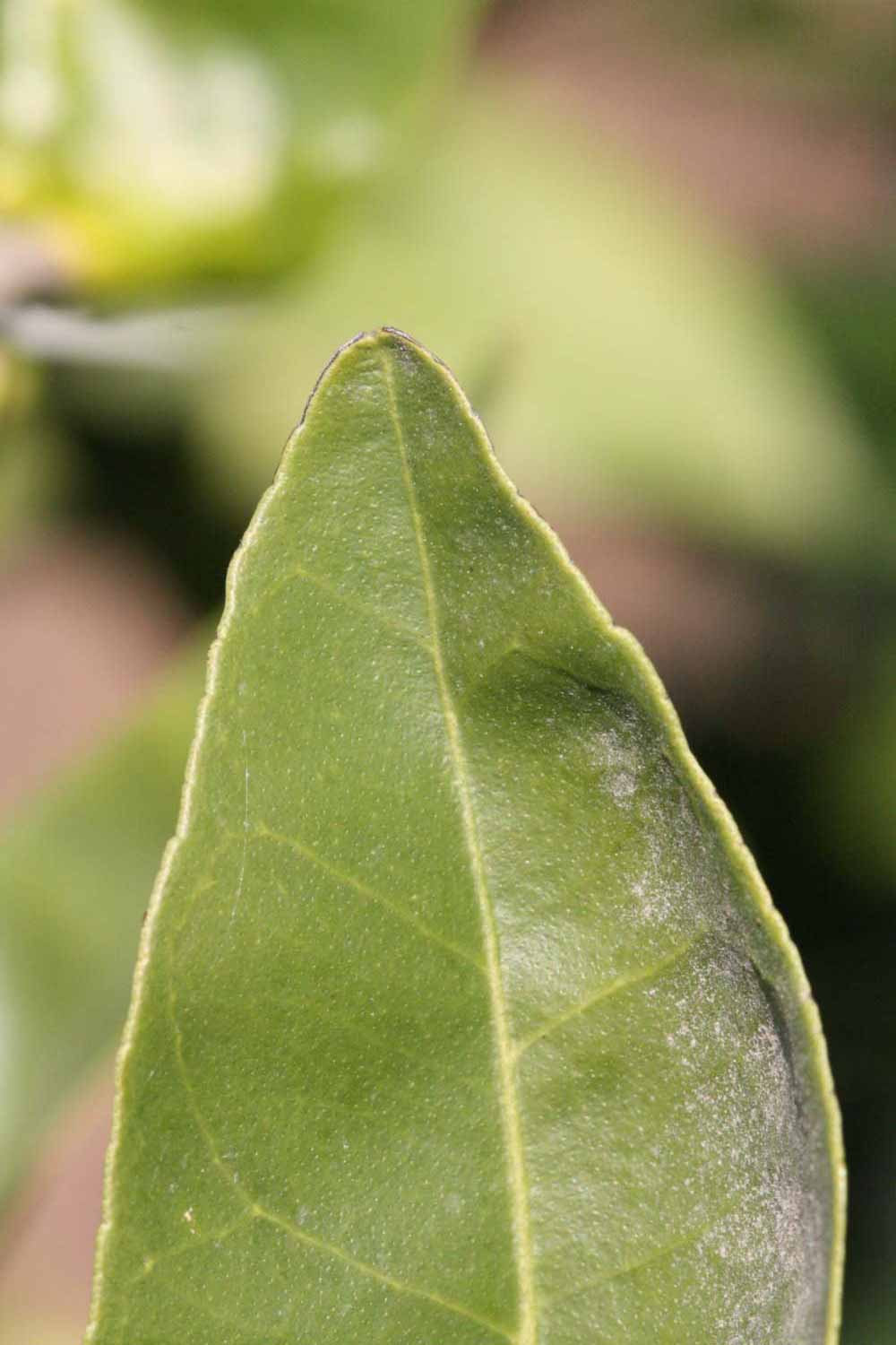              Margin (Riverside, CA)       